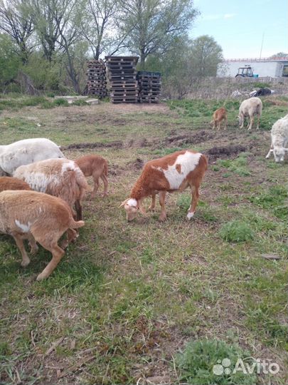 Барашки катумские