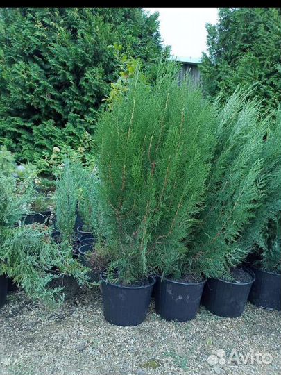 Туя книжка, ива никиши, можжвельник