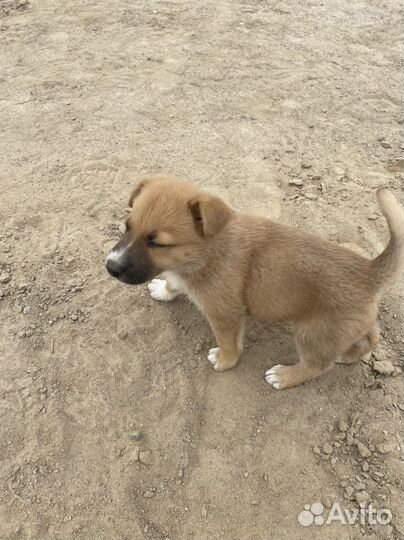 Щенки сторожевой собаки бесплатно