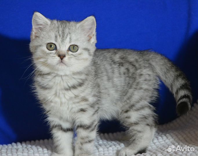 Серебро. Британская