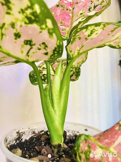 Аглаонема анимани триколор