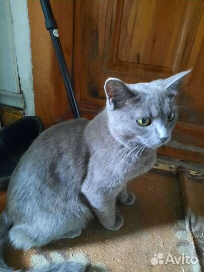 Британская