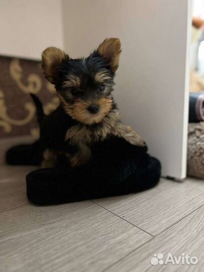 Йоркширский терьер