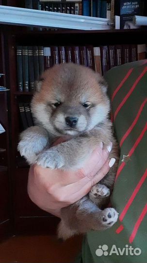 Щенки сиба ину (шиба)