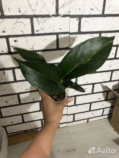 Антуриум Шерцера Микс