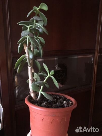 Комнатное растение. - Толстянка