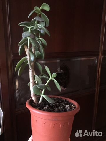 Комнатное растение. - Толстянка