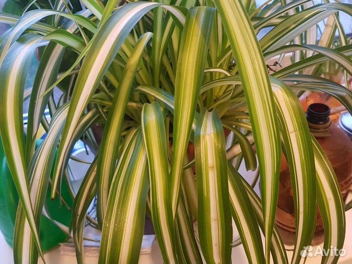 Хлорофитум