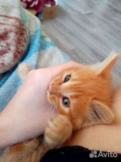 Котята бесплатно