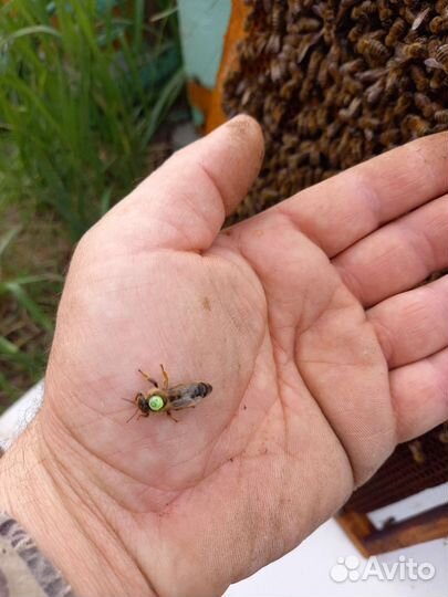 Пчело пакеты