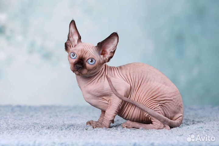 Эльф, Канадский сфинкс