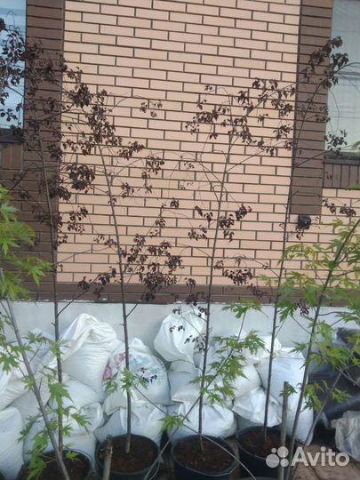 Береза повислая Пурпуреа