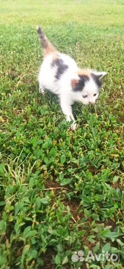 Котята вислоухие