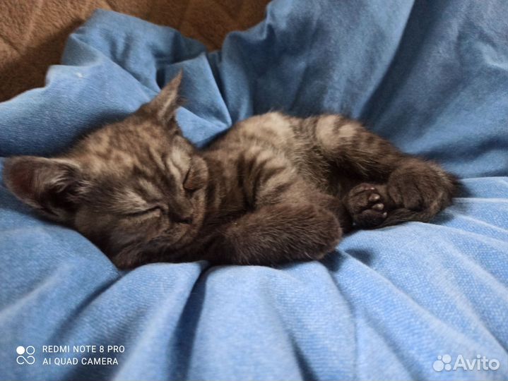 Шотландские прямоухие котята