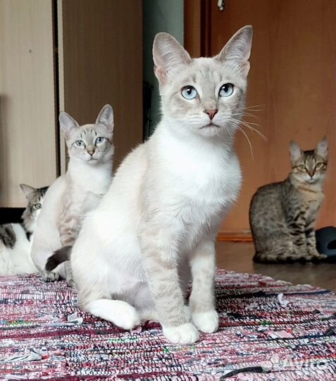 Кай и Герда