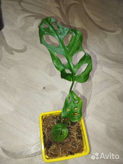 Монстера фридрихшталя