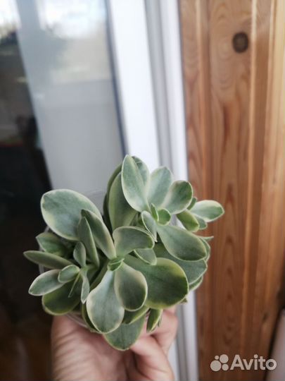 Фикус бенджамина пестролистный