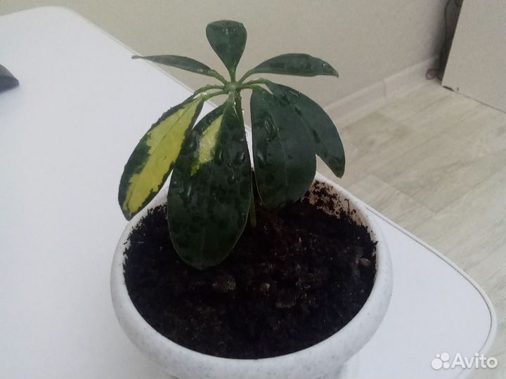 Шефлера вариегатная