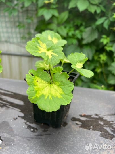 Пеларгония герань