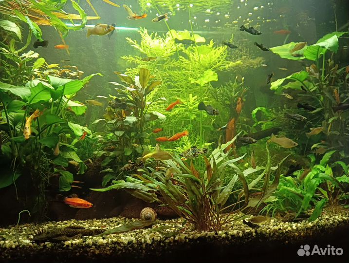 Аквариумные растения