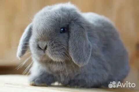 Кролик mini-lop NHD