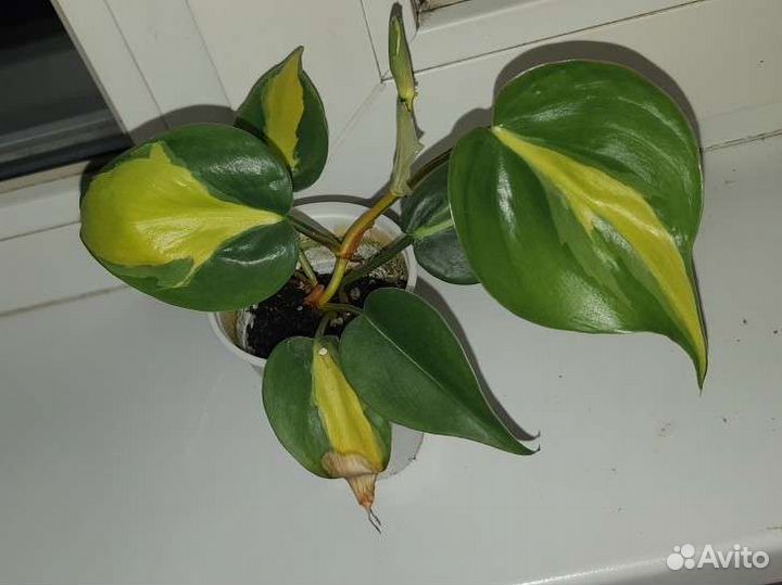 Филолендрон бразил