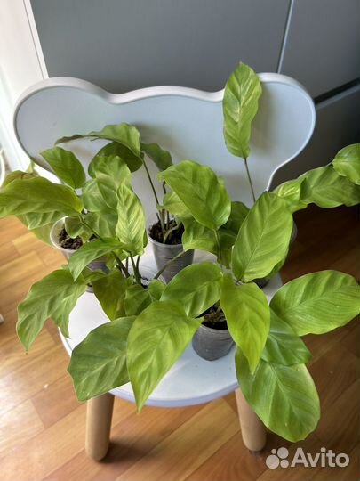 Калатея yellow fusion