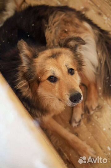 Милена, добрая собака ищет дом