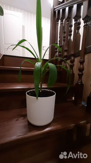 Пальма Юкка