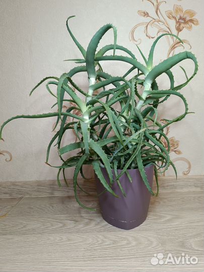 Комнатные цветы (алоэ, сингониумы) в горшках