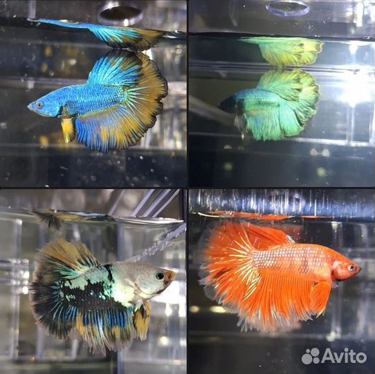 Петушки hulfmoon