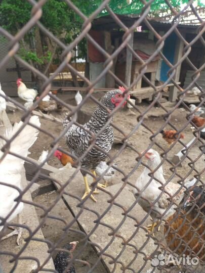 Куры молодки несушки