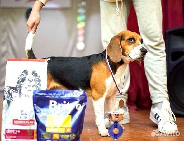 Щенки бигль