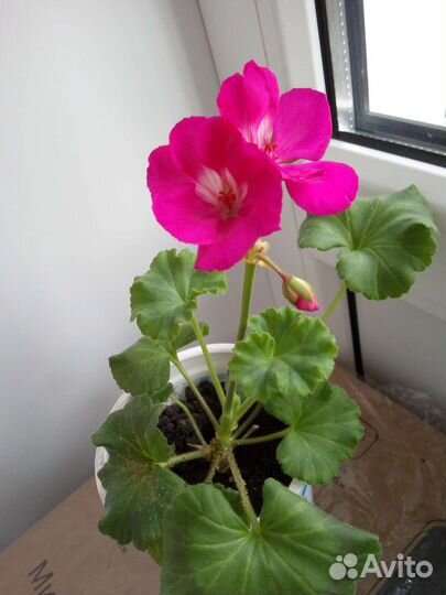 Пеларгония герань