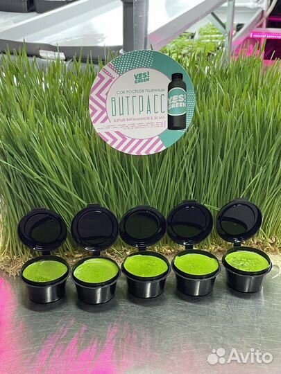 Витграсс - сок из ростков пшеницы