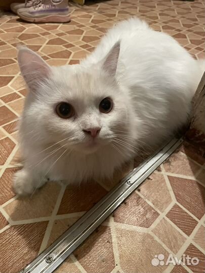 Кот в добрые руки даром