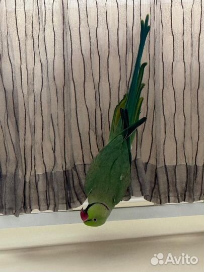 Продам Ожерелового попугая