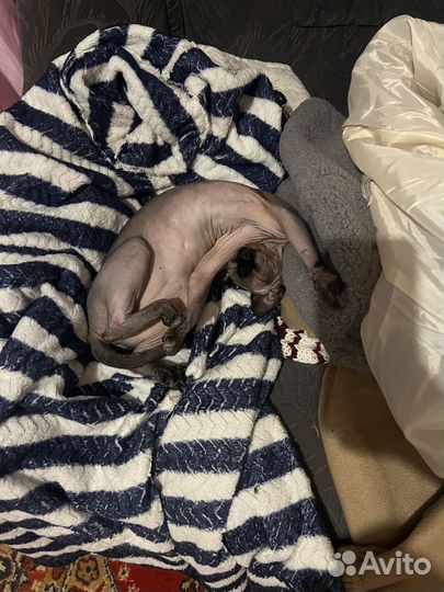 Продам сфинкса