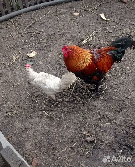 Продам петуха