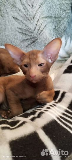 Ориентальная