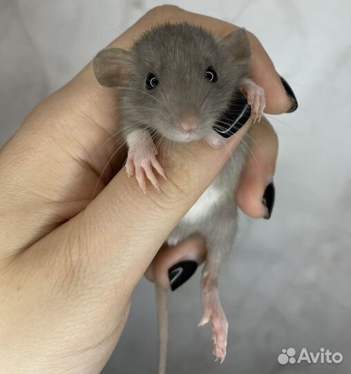 Крысята дамбо мальчики есть доставка
