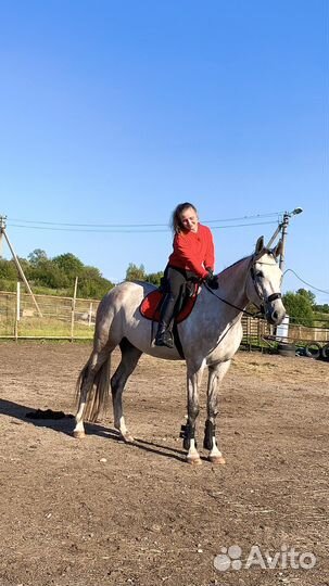 Тренировки. Обучение верховой езде