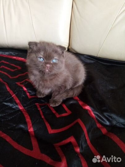 Котенок Британская вислоухая