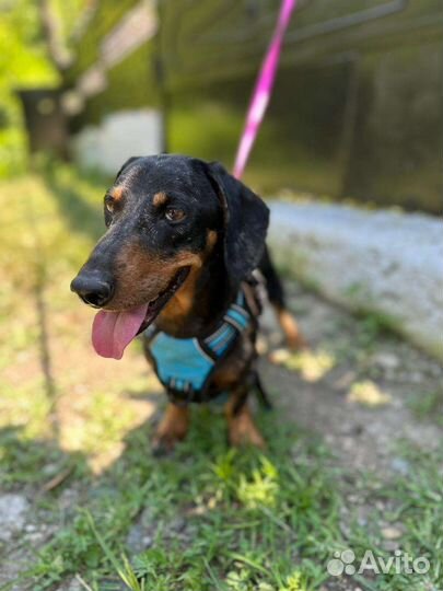 Таксик в добрые руки