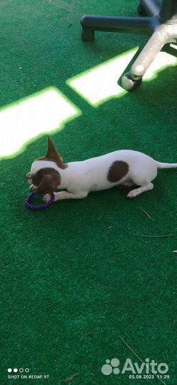 Чихуахуа мини размера мальчик