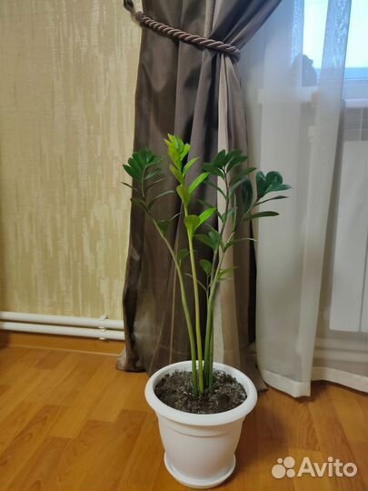 Замиокулькас