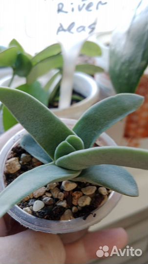 Суккуленты