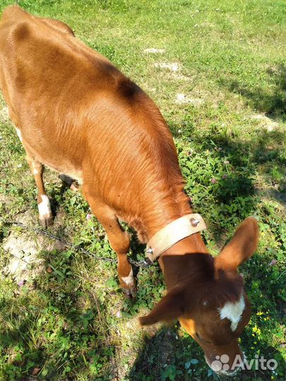Продам телят