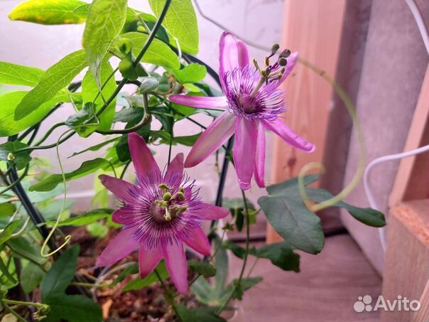 Пассифлора