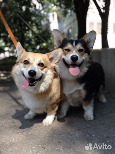 Выгульщик собак / догситтер